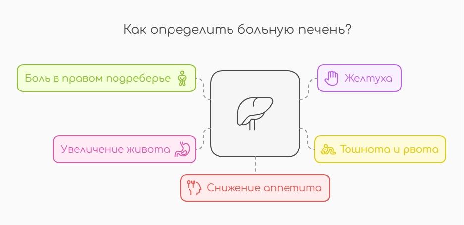 Как определить больную печень? (инфографика)